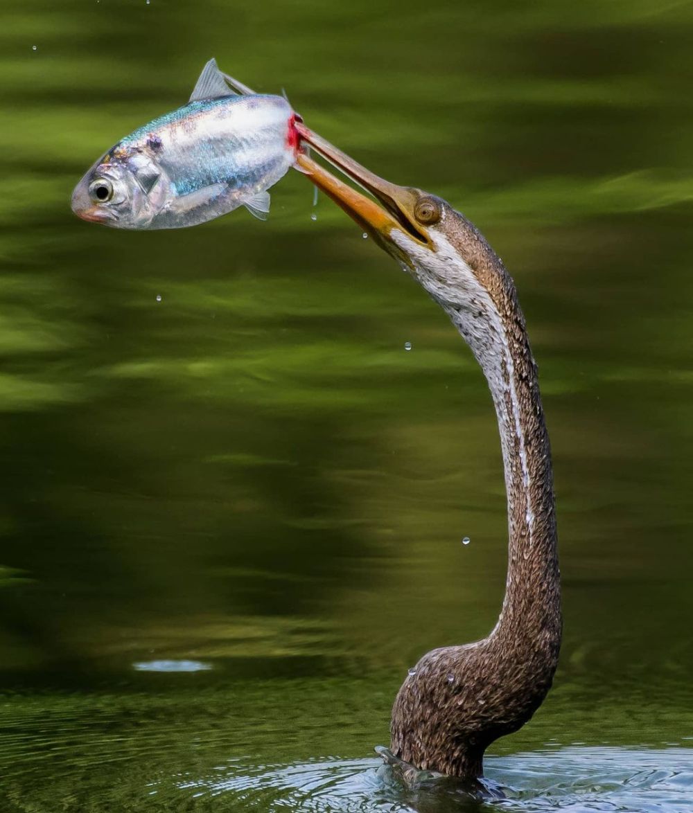 Nature on Hunt: These Wildlife Photographs Depict the Vicious Circle of Life