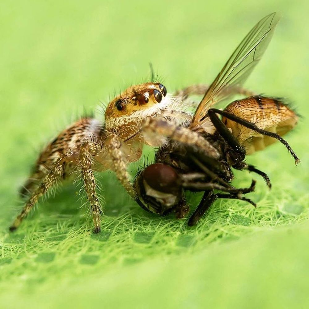 Nature on Hunt: These Wildlife Photographs Depict the Vicious Circle of Life