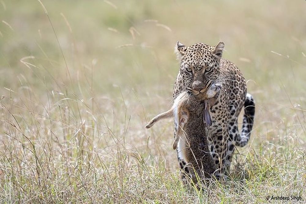 Nature on Hunt: These Wildlife Photographs Depict the Vicious Circle of Life