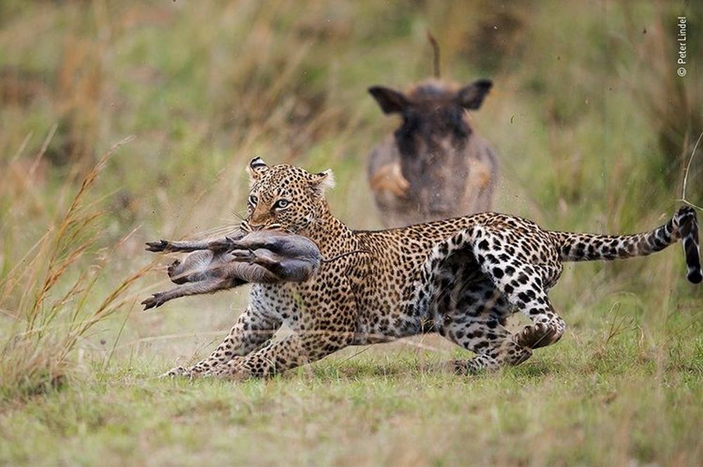 Nature on Hunt: These Wildlife Photographs Depict the Vicious Circle of Life