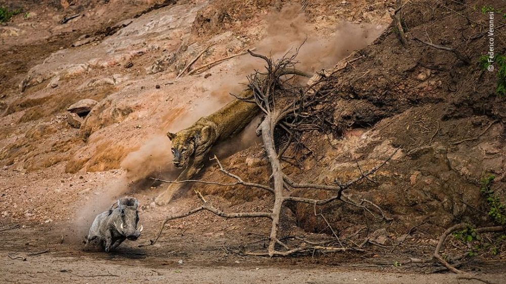 Nature on Hunt: These Wildlife Photographs Depict the Vicious Circle of Life