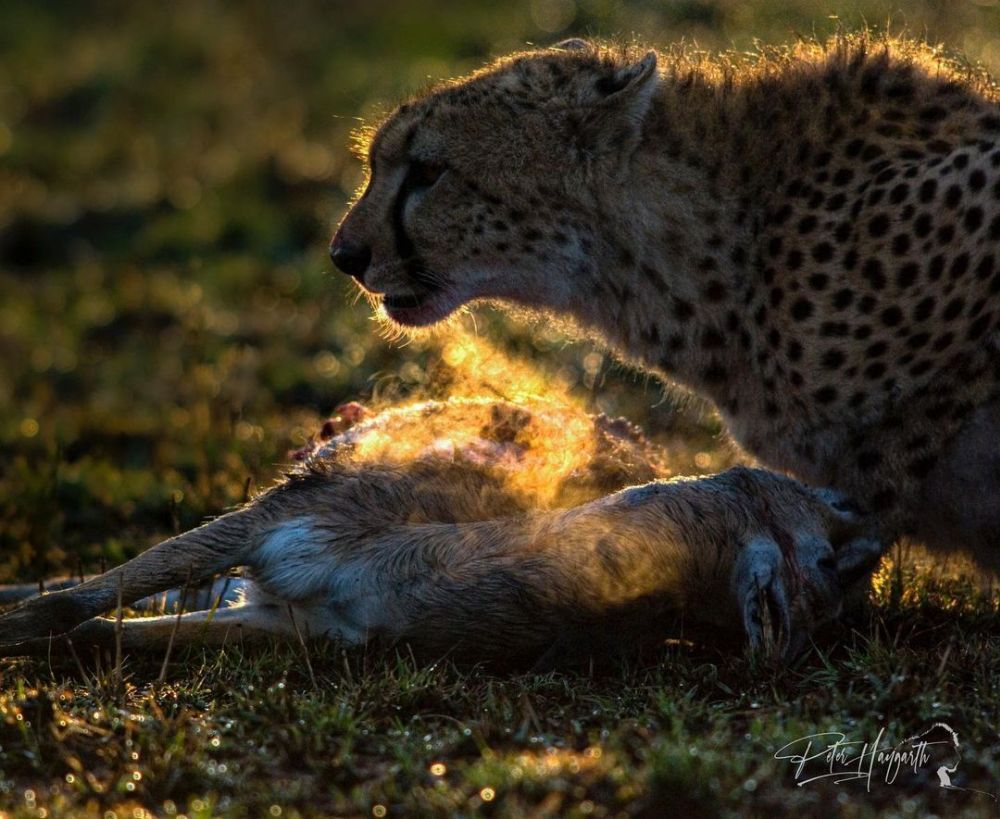 Nature on Hunt: These Wildlife Photographs Depict the Vicious Circle of Life