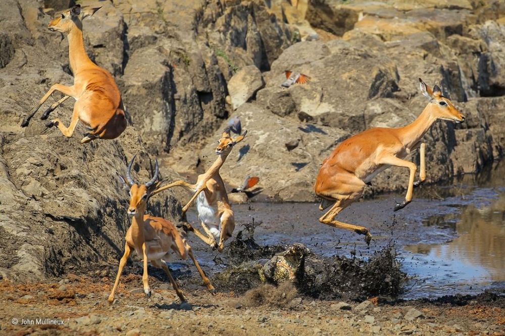 Nature on Hunt: These Wildlife Photographs Depict the Vicious Circle of Life