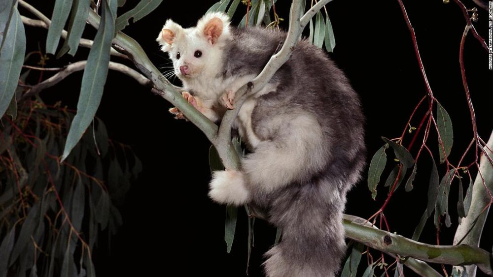 Two New Species of Greater Gliders Discovered in Australia