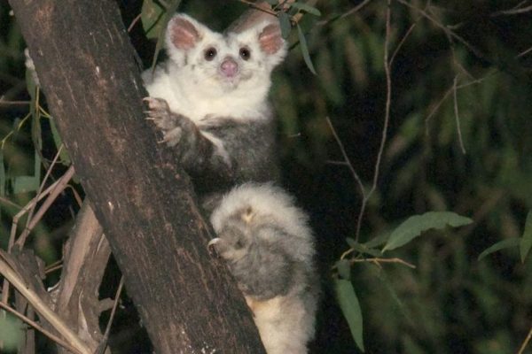 Two New Species of Greater Gliders Discovered in Australia