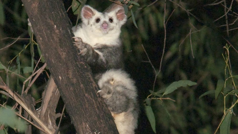 Two New Species of Greater Gliders Discovered in Australia