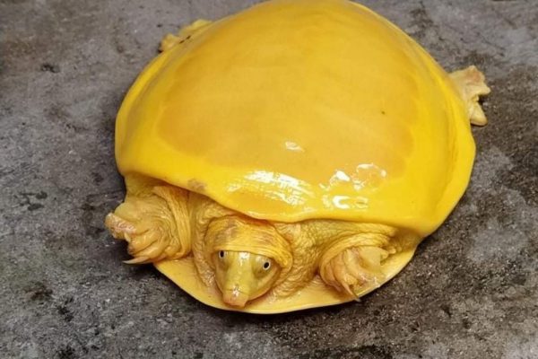 Rare Yellow Flapshell Turtle Rescued in West Bengal