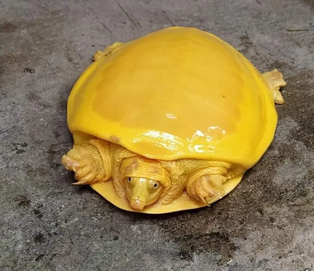 Rare Yellow Flapshell Turtle Rescued in West Bengal