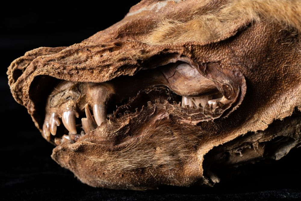 57000 Years Old Wolf Pup is the Most Intact Specimen Ever Discovered from the Ice Age