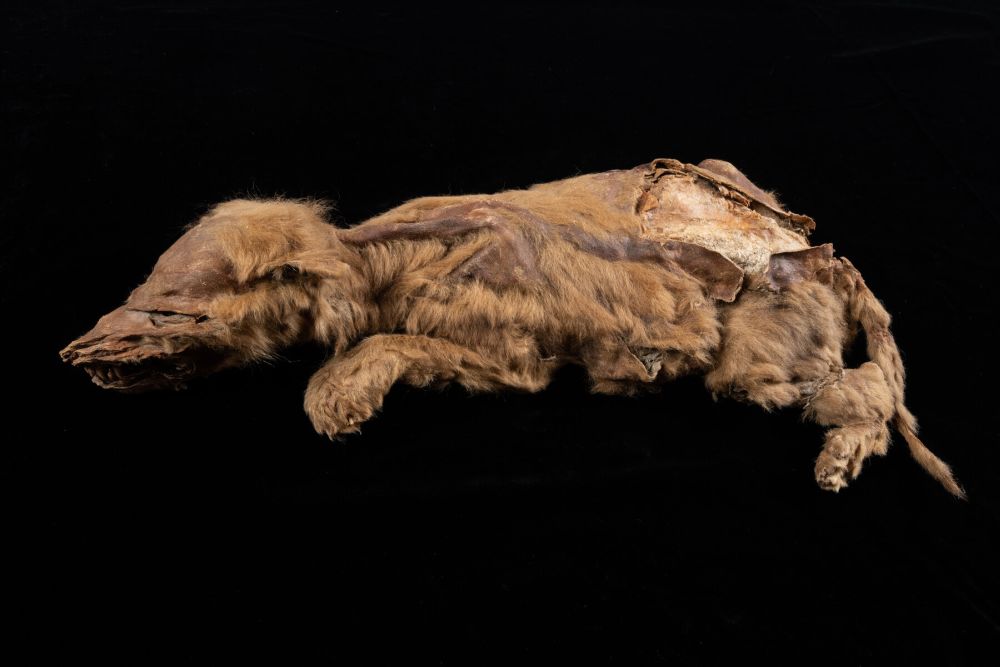 57000 Years Old Wolf Pup is the Most Intact Specimen Ever Discovered from the Ice Age