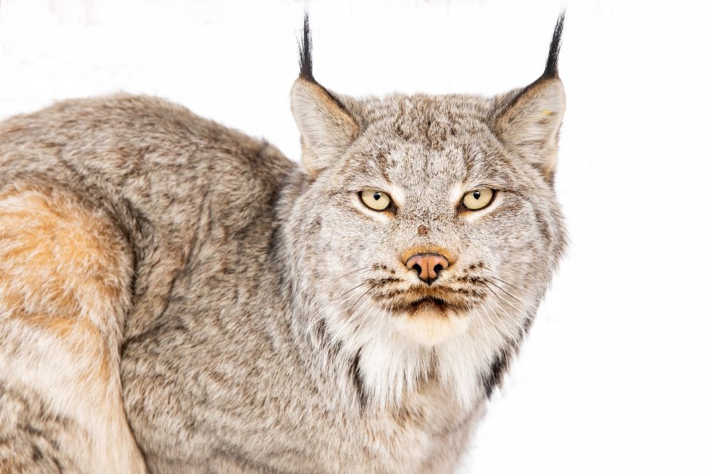 Creatures Of Arctic Animals Thriving In The Frigid Tundra Of Arctic Circle