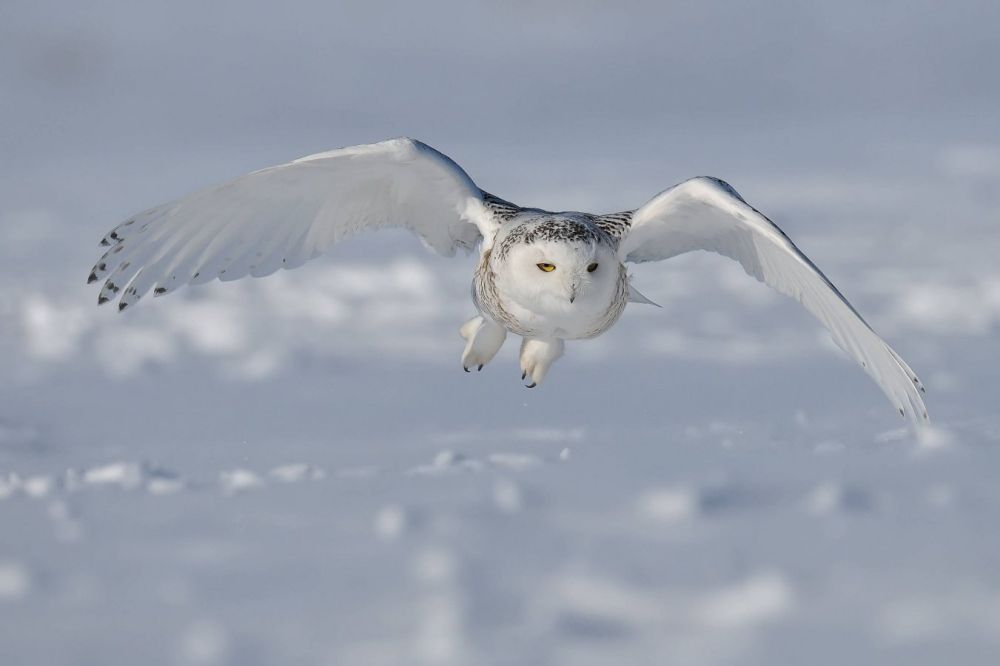 Animals Thriving in the Frigid Tundra of Arctic Circle