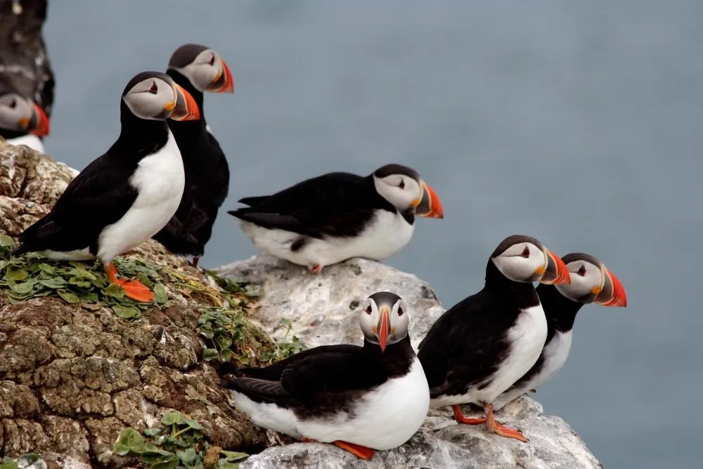 Animals Thriving in the Frigid Tundra of Arctic Circle