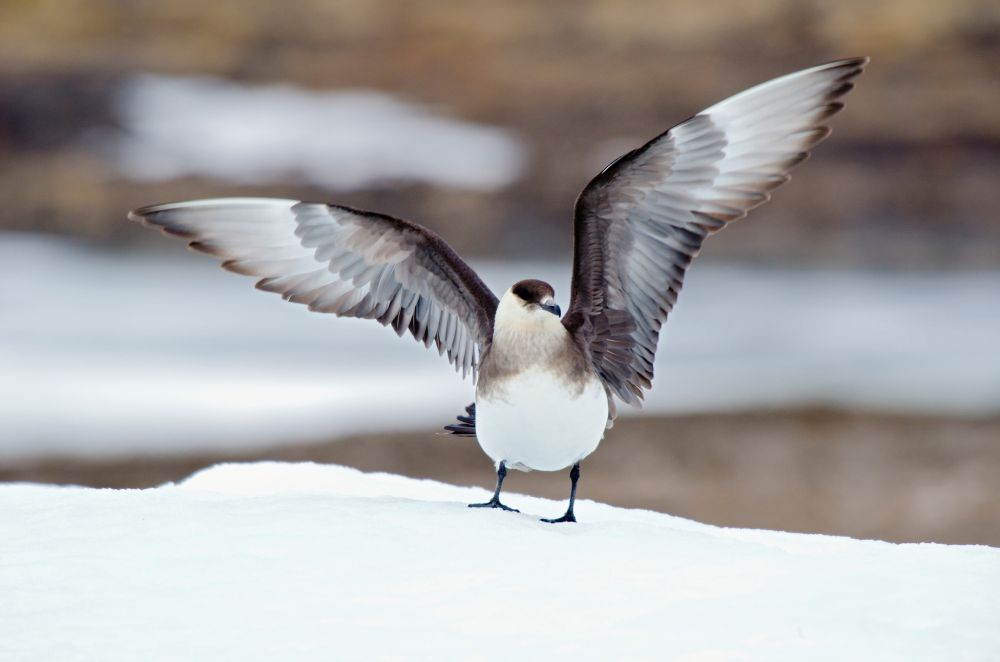 Animals Thriving in the Frigid Tundra of Arctic Circle