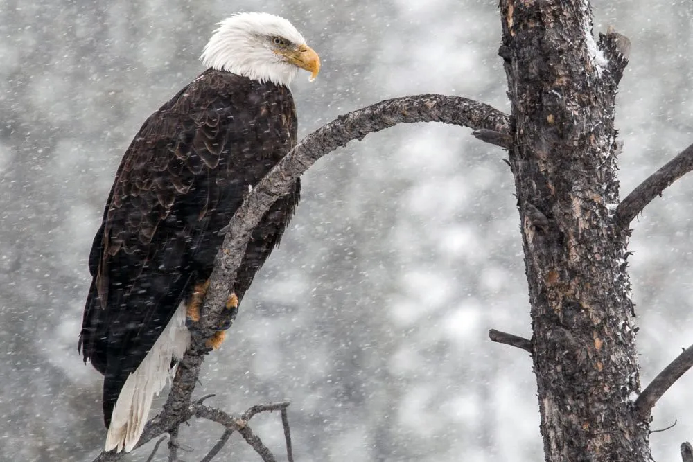 Animals Thriving in the Frigid Tundra of Arctic Circle