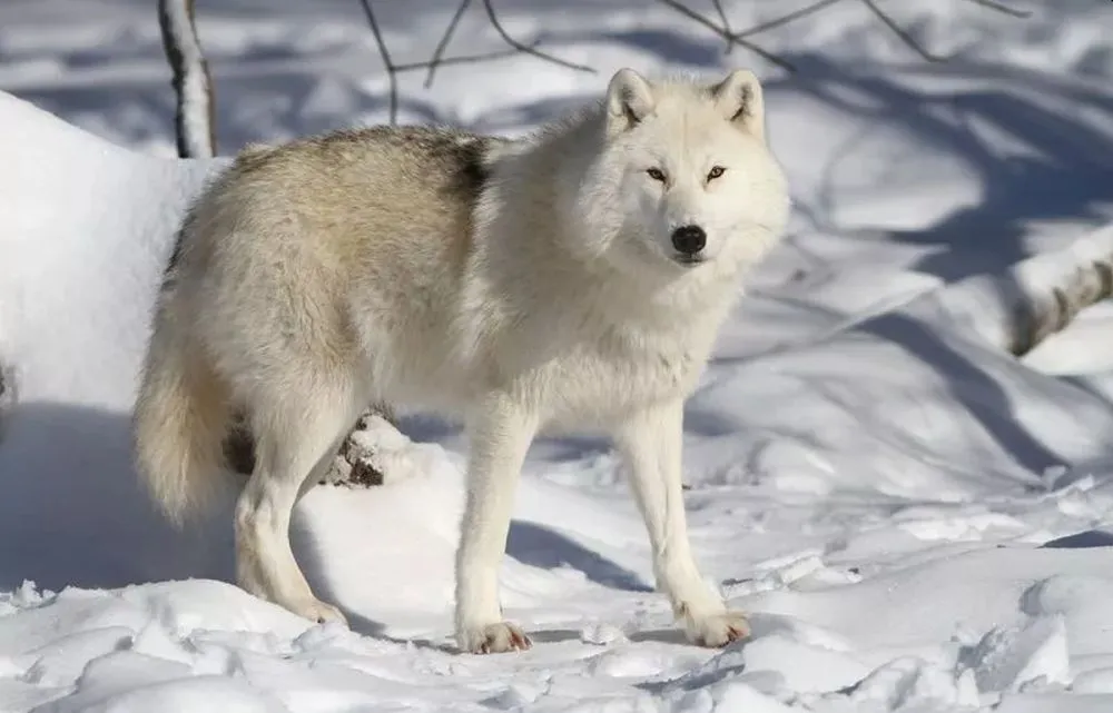 Animals Thriving in the Frigid Tundra of Arctic Circle