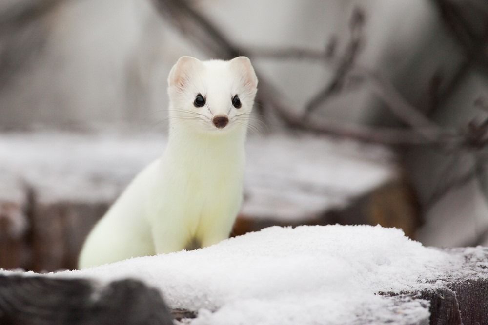 Animals Thriving in the Frigid Tundra of Arctic Circle