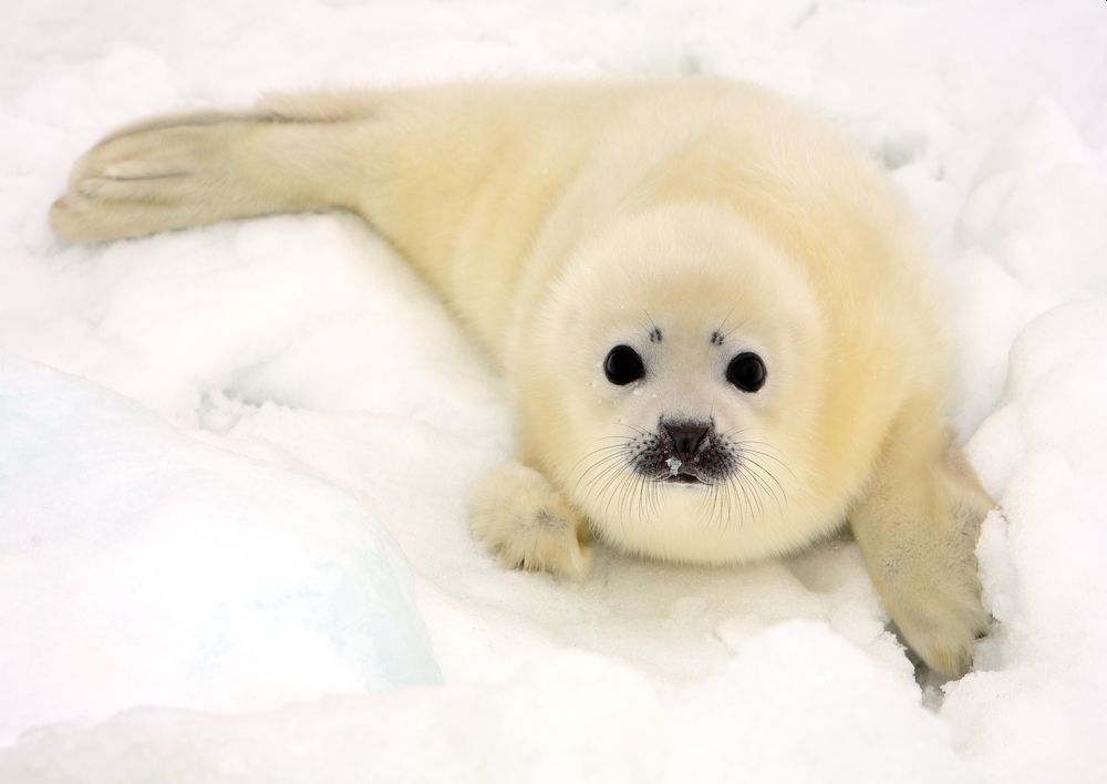 Animals Thriving in the Frigid Tundra of Arctic Circle