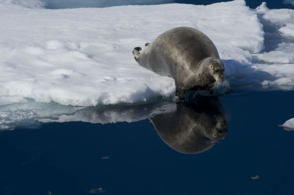 Animals Thriving in the Frigid Tundra of Arctic Circle