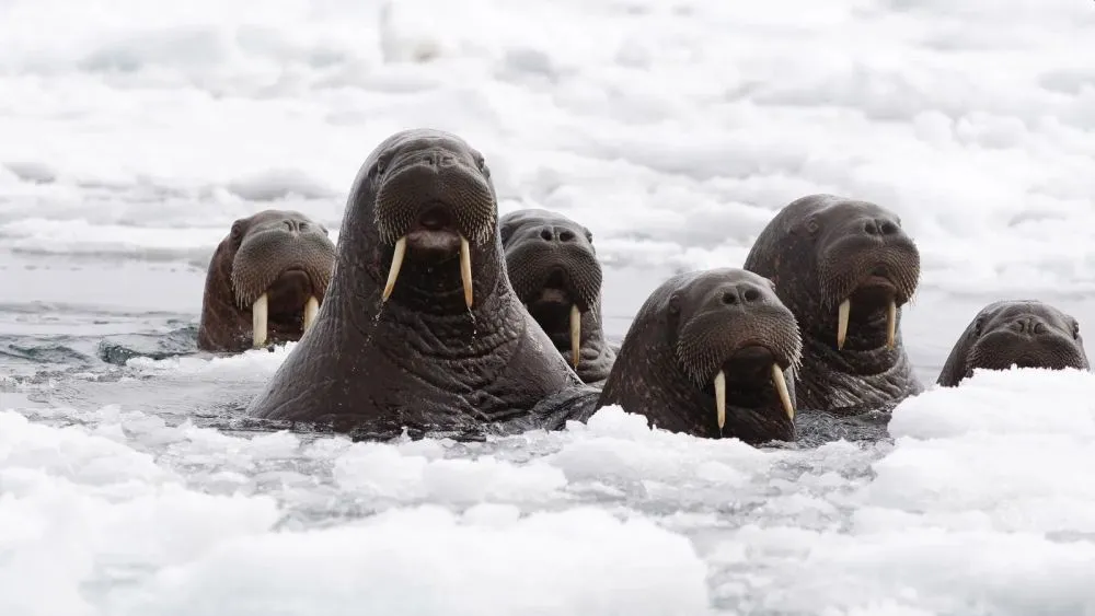 Animals Thriving in the Frigid Tundra of Arctic Circle