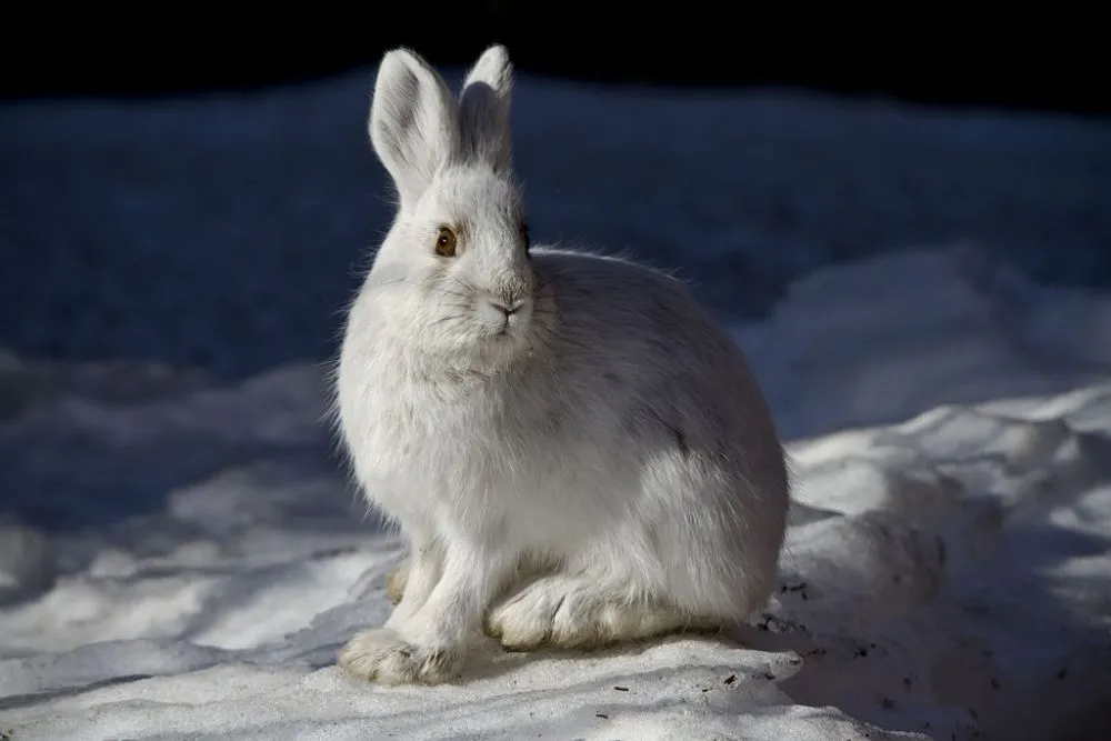 Animals Thriving in the Frigid Tundra of Arctic Circle