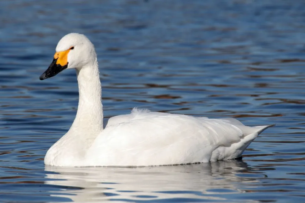 Animals Thriving in the Frigid Tundra of Arctic Circle