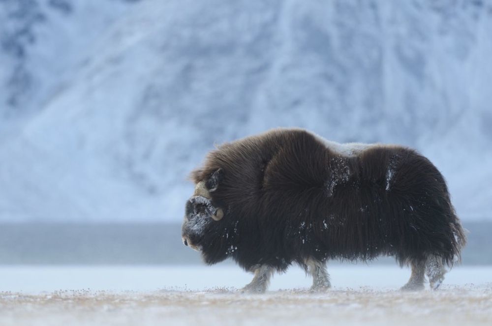 Animals Thriving in the Frigid Tundra of Arctic Circle