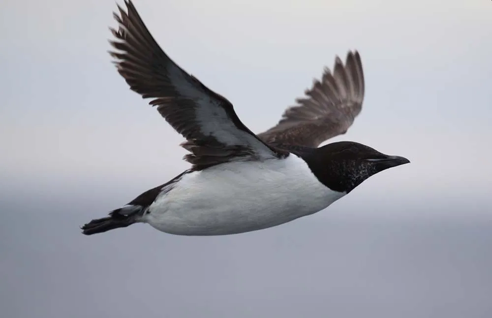 Animals Thriving in the Frigid Tundra of Arctic Circle