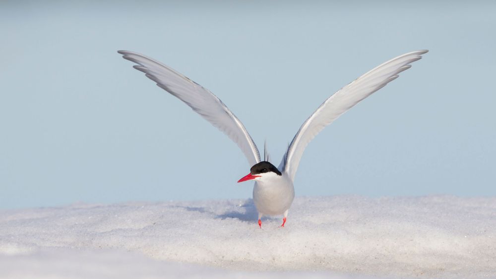 Animals Thriving in the Frigid Tundra of Arctic Circle