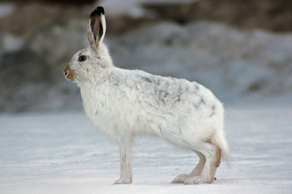 Animals Thriving in the Frigid Tundra of Arctic Circle