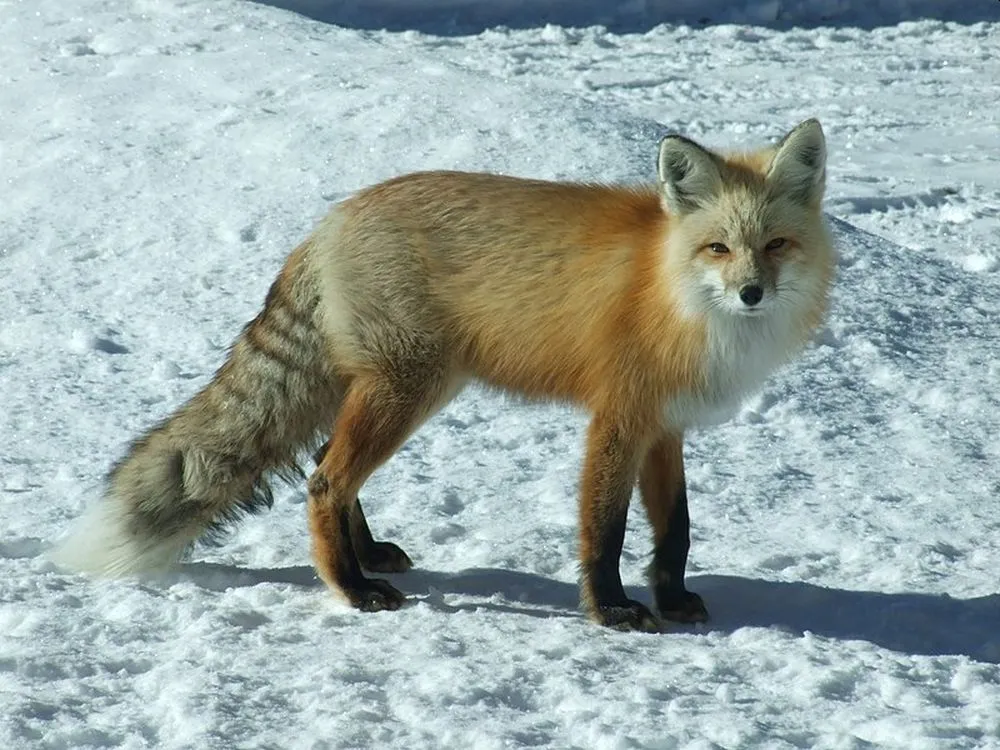 Animals Thriving in the Frigid Tundra of Arctic Circle