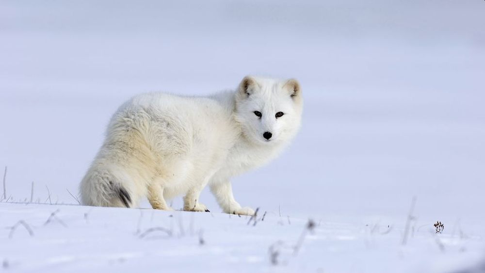 Animals Thriving in the Frigid Tundra of Arctic Circle