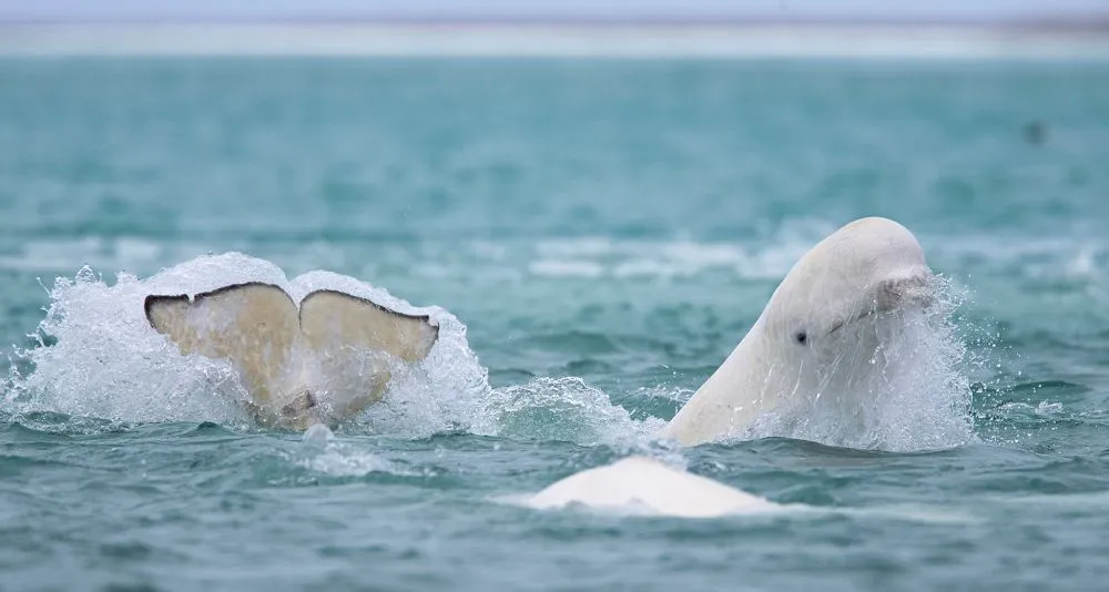 Animals Thriving in the Frigid Tundra of Arctic Circle