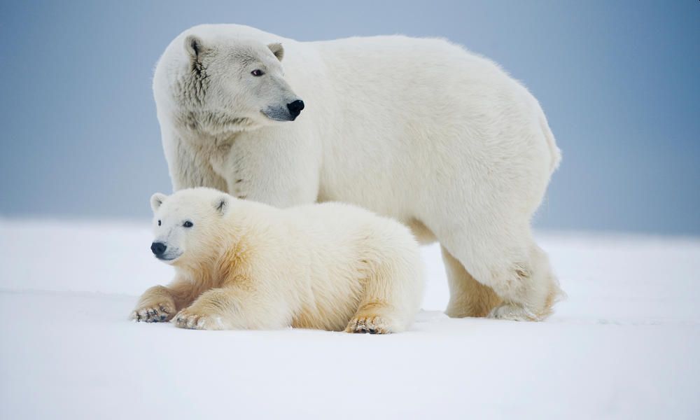 Animals Thriving in the Frigid Tundra of Arctic Circle