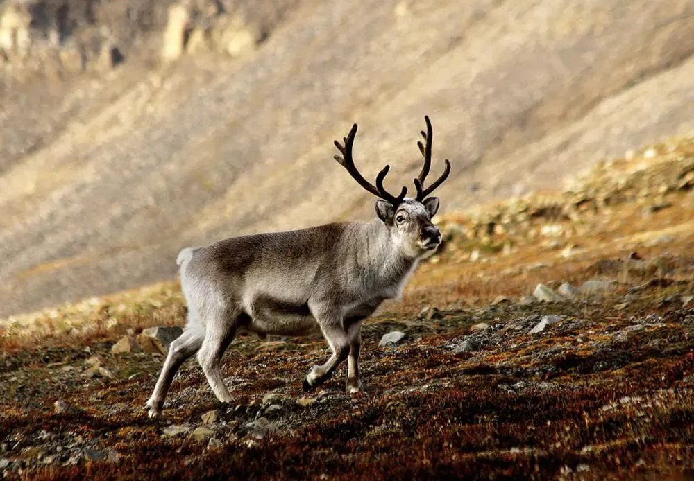 Animals Thriving in the Frigid Tundra of Arctic Circle