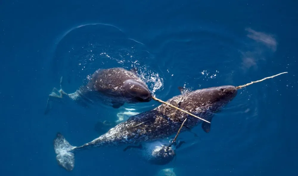 Animals Thriving in the Frigid Tundra of Arctic Circle