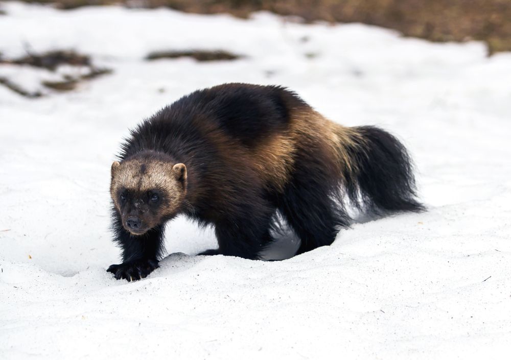 Creatures of Arctic: Animals Thriving in the Frigid Tundra of Arctic Circle