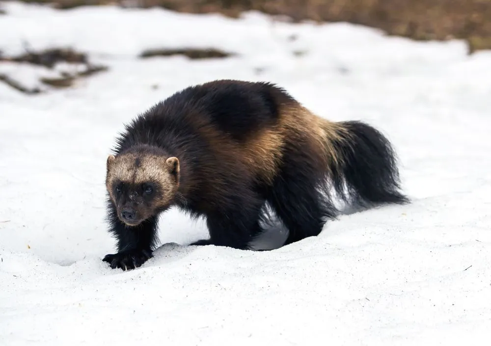 Animals Thriving in the Frigid Tundra of Arctic Circle