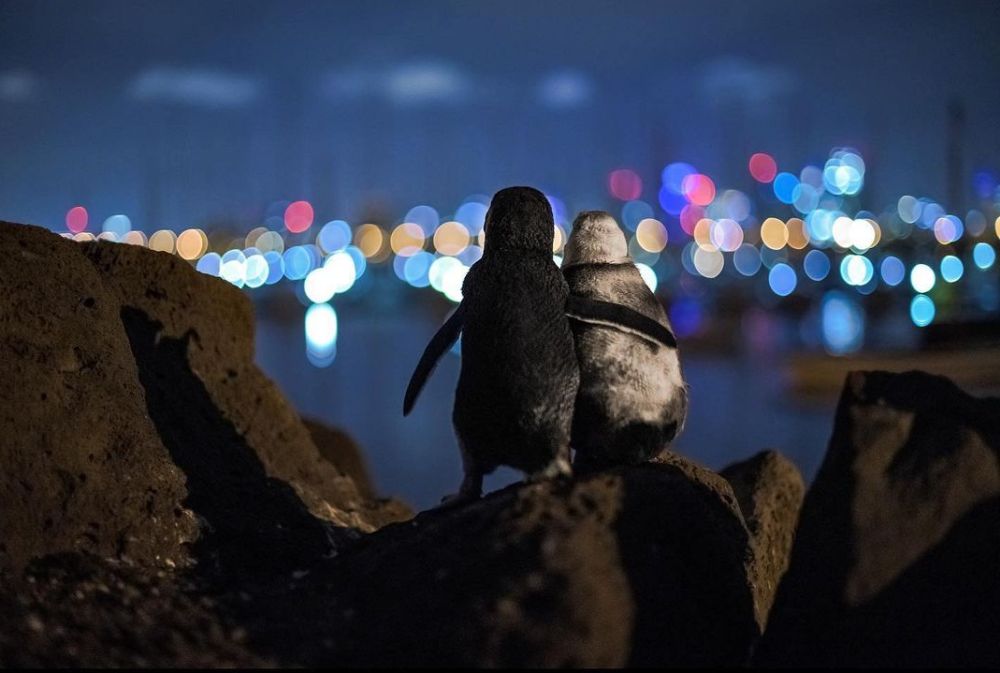 Award-Winning Photograph of Two Widowed Penguins Comforting Each Other Wins Hearts