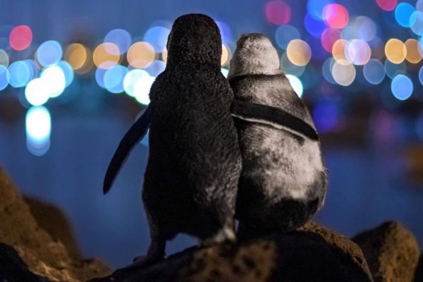 Award-Winning Photograph of Two Widowed Penguins Comforting Each Other Wins Hearts