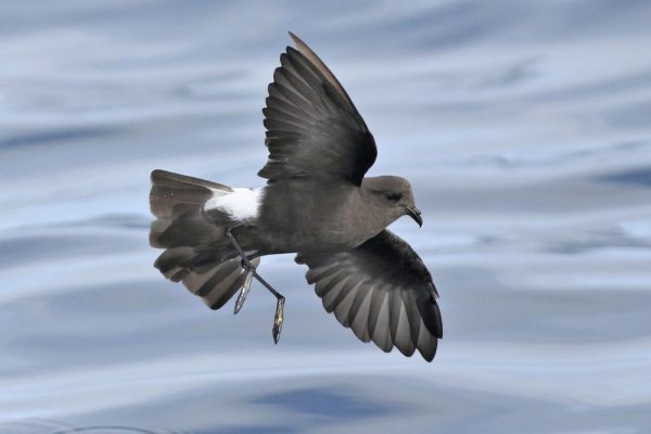 Bird Feces and Lake Mud Time Machine Shows Staggering Decline in Seabird Populace