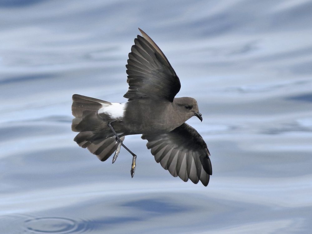 Bird Feces and Lake Mud Time Machine Shows Staggering Decline in Seabird Populace