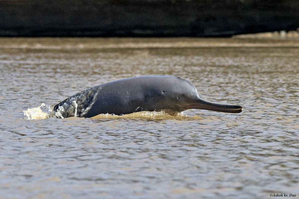 Discarded Fishing Nets Threaten Wildlife in River Ganges