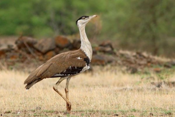 Flap-Like Diverters Installed on Live Wires to Protect Great Indian Bustards