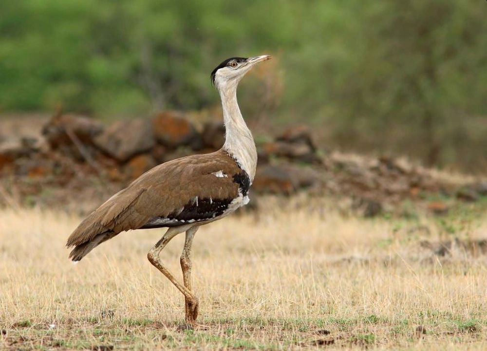 The critically endangered Great Indian Bustard is being hunted by poachers in Pakistan 