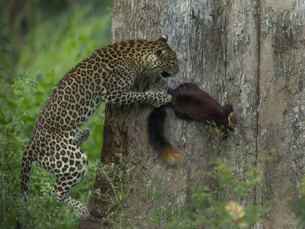 Sanctuary Wildlife Photography Awards 2020 Brings Stunning Glimpses of Natural World