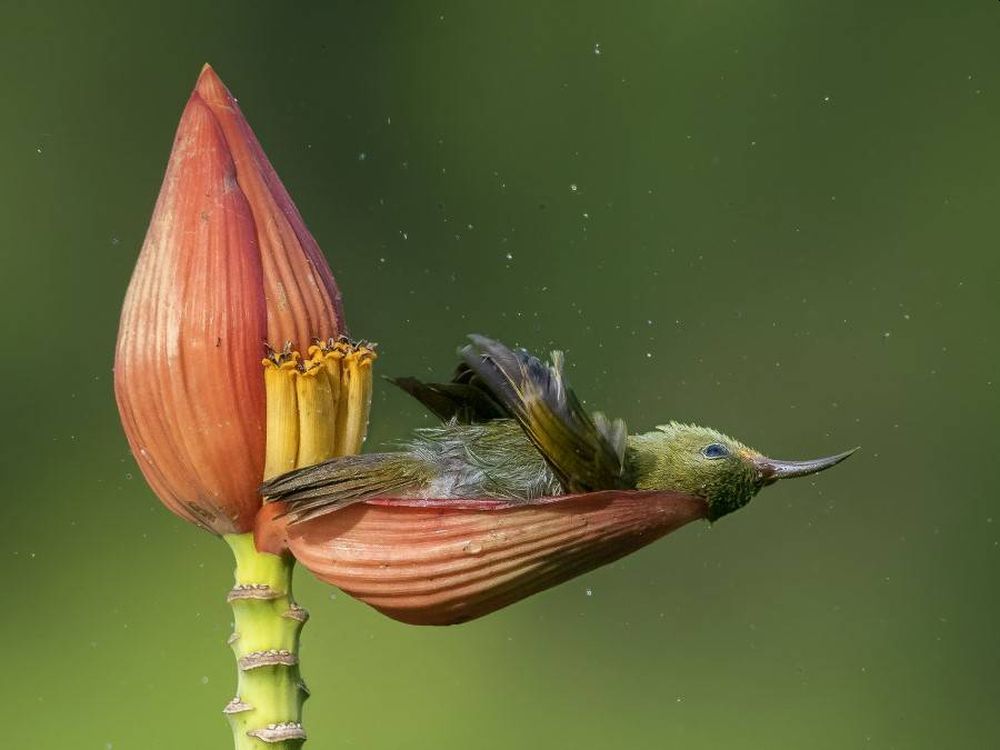 Sanctuary Wildlife Photography Awards 2020 Brings Stunning Glimpses of Natural World