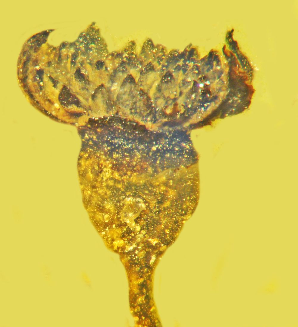 Scientists found a New Flower Species in 100 Million Years Old Piece of Amber