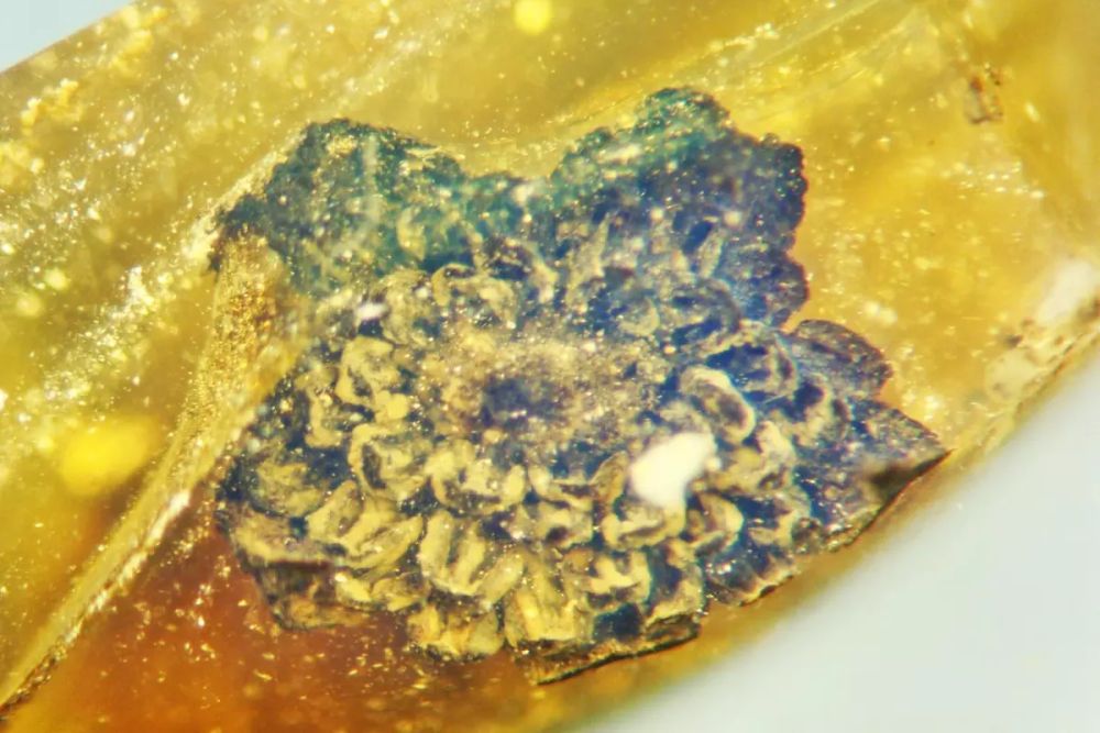 Scientists found a New Flower Species in 100 Million Years Old Piece of Amber