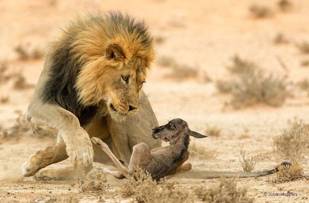 Nature on Hunt: These Wildlife Photographs Depict the Vicious Circle of Life